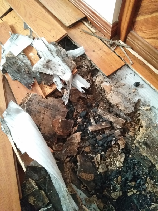 被白蚁大面积入侵的木地板