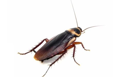 蟑螂的生存需要3样东西:食物,水,藏身处.