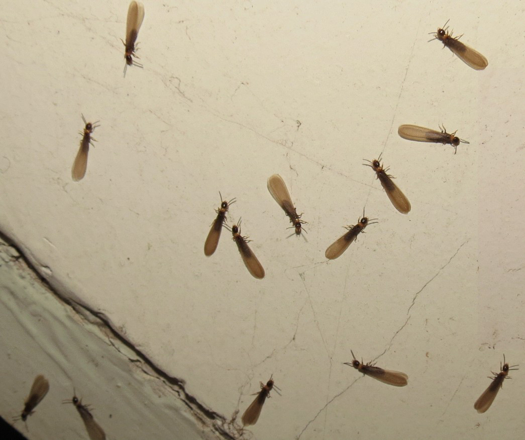 【水蚁是什么】水蚁生长哪里